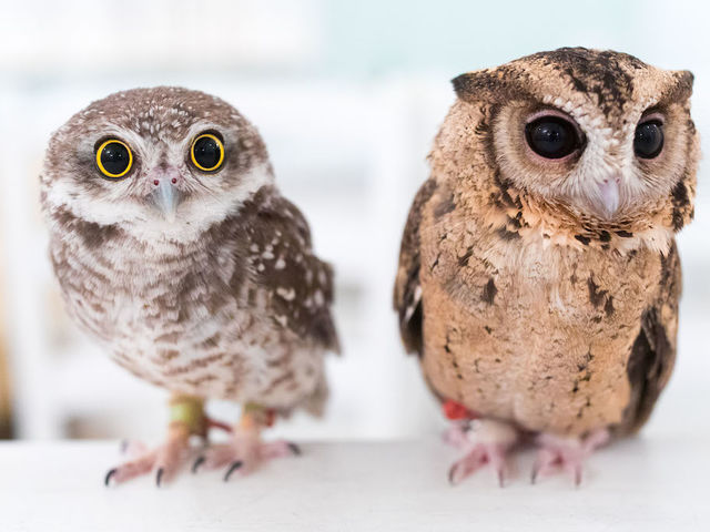 �t�N���E�J�t�F �A�L�o�t�N���E �H�t�� �C���h�R�L�����t�N���E�@�C���f�B�A���X�R�b�v�A�E��_�A�L�o�t�N���E �t�N���E�J�t�F ���� Owl Cafe Akiba Fukurou