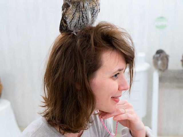 �t�N���E�J�t�F �A�L�o�t�N���E �H�t�� ���̏�Ŋ����L�q����_�A�L�o�t�N���E �t�N���E�J�t�F ���� Owl Cafe Akiba Fukurou