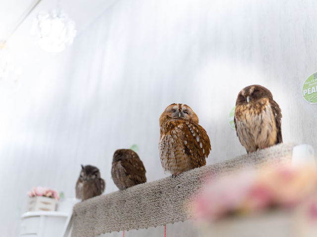 �t�N���E�J�t�F �A�L�o�t�N���E �H�t�� �X��_�A�L�o�t�N���E �t�N���E�J�t�F ���� Owl Cafe Akiba Fukurou