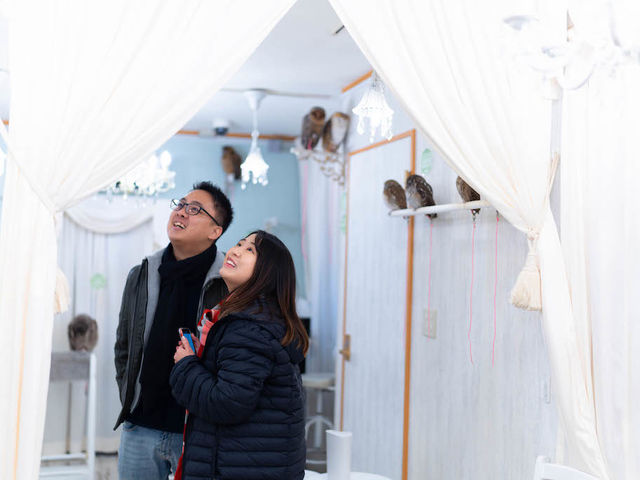 �t�N���E�J�t�F �A�L�o�t�N���E �H�t��_�A�L�o�t�N���E �t�N���E�J�t�F ���� Owl Cafe Akiba Fukurou