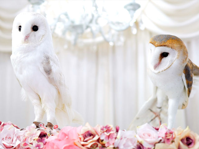 �t�N���E�J�t�F �A�L�o�t�N���E �H�t�� ���ǂ������t�N���E�fs_�A�L�o�t�N���E �t�N���E�J�t�F ���� Owl Cafe Akiba Fukurou