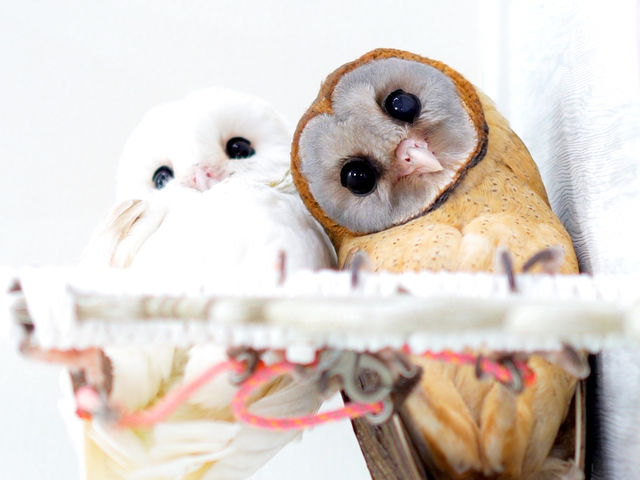 �t�N���E�J�t�F �A�L�o�t�N���E �H�t�� �c����݃t�N���E�fs_�A�L�o�t�N���E �t�N���E�J�t�F ���� Owl Cafe Akiba Fukurou