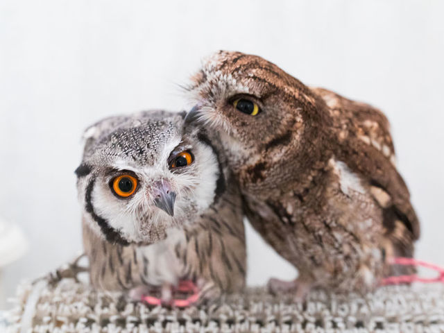 �t�N���E�J�t�F �A�L�o�t�N���E �H�t�� �A�t���J�I�I�R�m�n�Y�N�ƃj�V�A�����J�I�I�R�m�n�Y�N_�A�L�o�t�N���E �t�N���E�J�t�F ���� Owl Cafe Akiba Fukurou