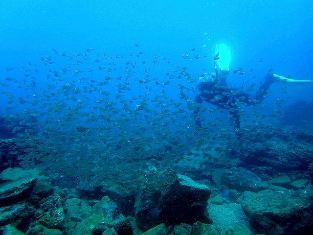 �X�L���_�C�r���O�ŋ������ƈꏏ�ɉj��_���Ă�܁E�C�ӂ̊Ӓ�c