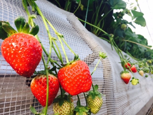 �A�N�g�������t�@�[��