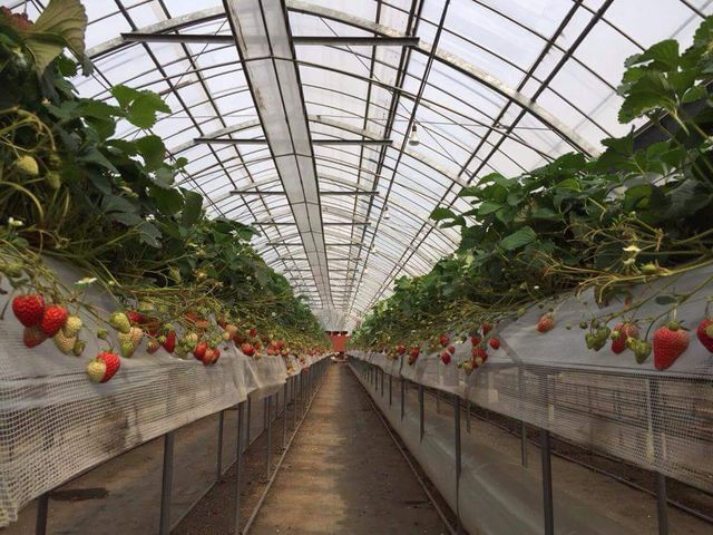 �A�N�g�������t�@�[��