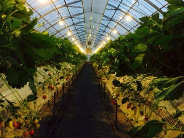 �A�N�g�������t�@�[��