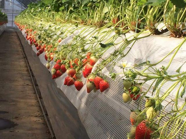 �A�N�g�������t�@�[��