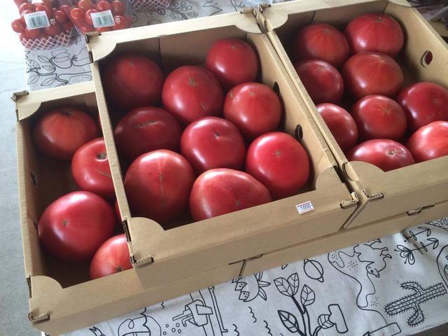 �A�N�g�������t�@�[��