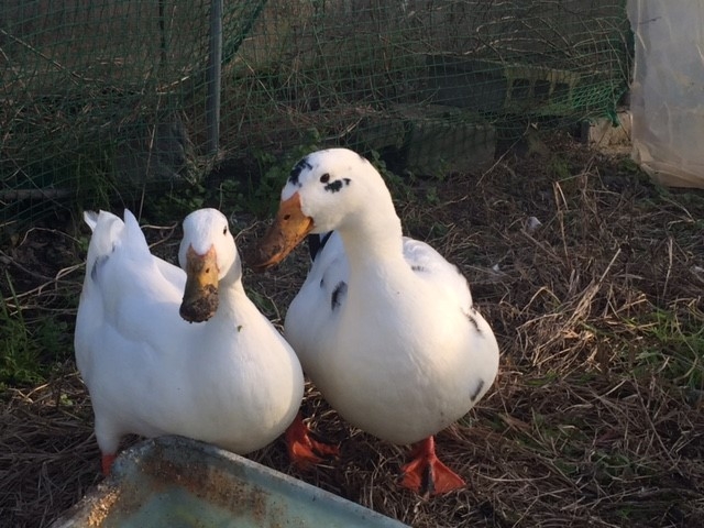 �A�N�g�������t�@�[��