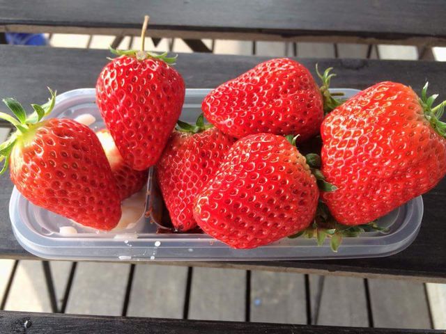 �A�N�g�������t�@�[��