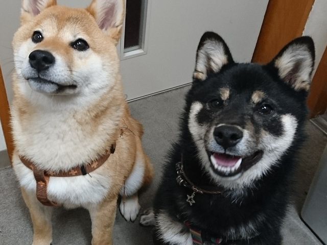 �Č��̃c�i�i�Y�j�@�R���i���j2018�N2����4���̎q���o�Y���܂����@�q���͓��X�̂��q�l�̌��ɑ������Ă����܂���_�Ђ����̓��Ɠo�R�ҐH��