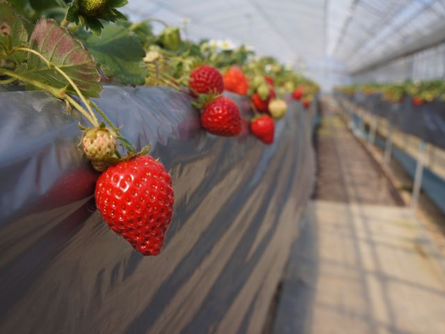 �܂ق�t�@�[��