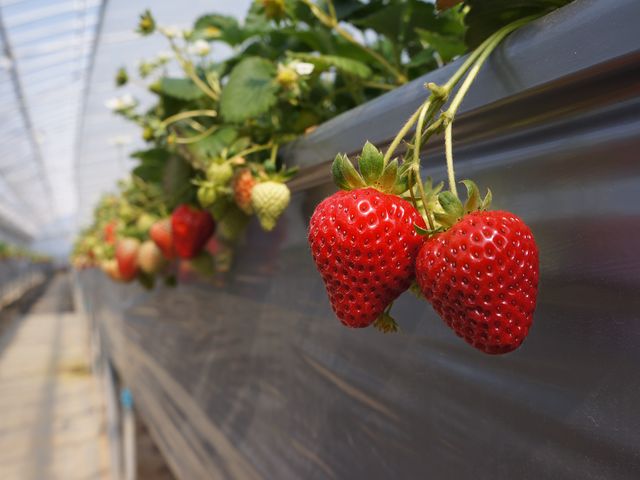 �܂ق�t�@�[��