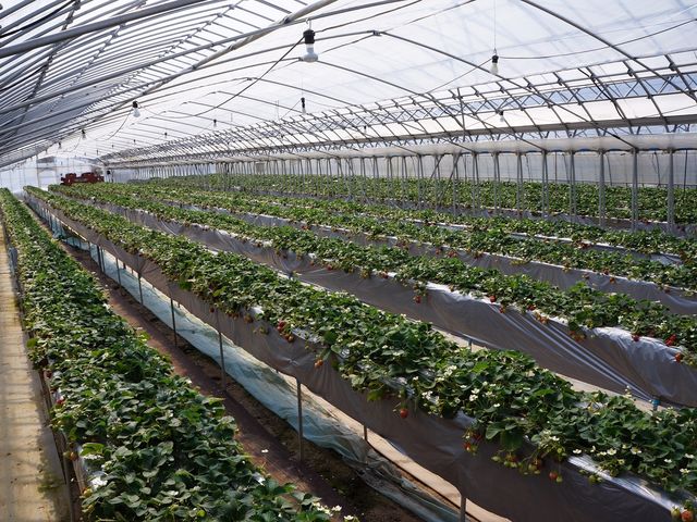 �܂ق�t�@�[��