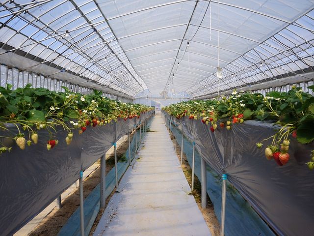 �܂ق�t�@�[��