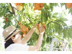 岡山県下最大級の桃園で名産の桃を堪能。_西山ファーム