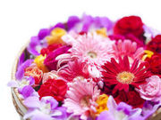 Hotel Allamanda̎ʐ^4