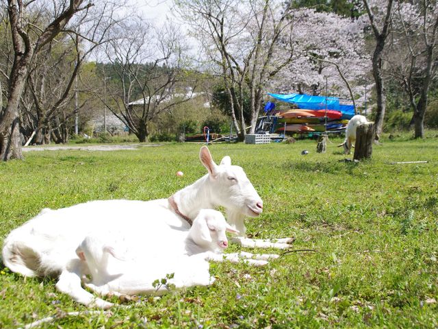 �������̌Ö��Ƃł̓��M��{�����o�}���I�Ö��Ƃł͓c�ɕ�炵�̌����ł��܂��B_�ނ���v���W�F�N�g