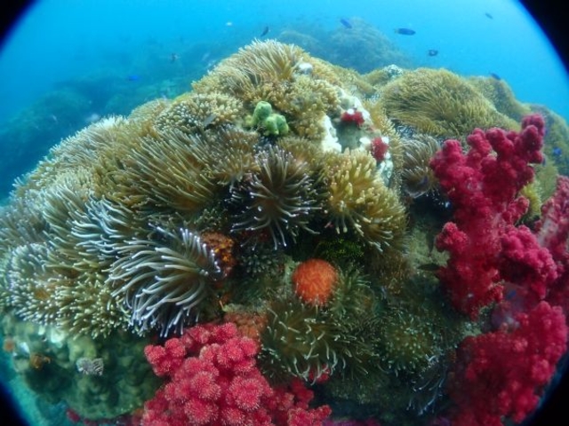 国内有数の珊瑚自生エリア_ブルーアース21熊本