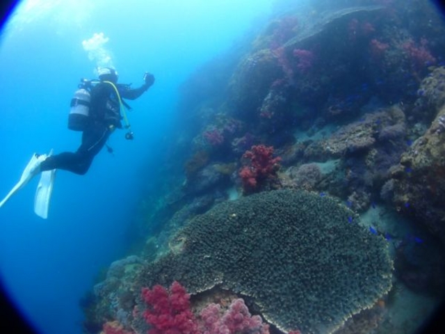 カラフルな珊瑚群_ブルーアース21熊本
