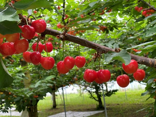 �u�̏コ�����ډ�