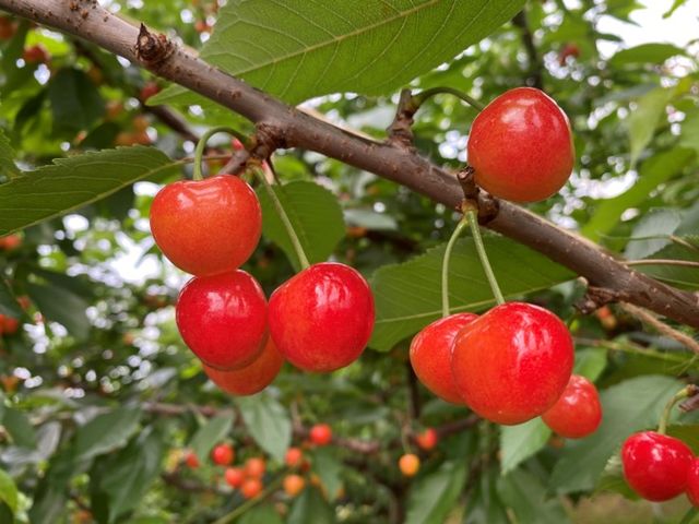 �u�̏コ�����ډ�