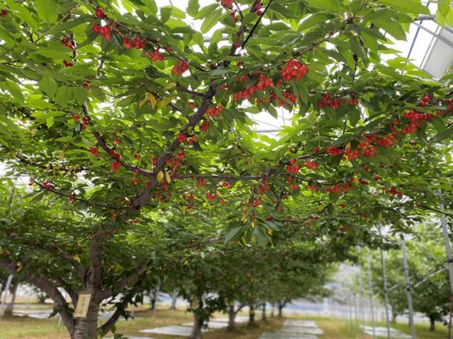 �u�̏コ�����ډ�