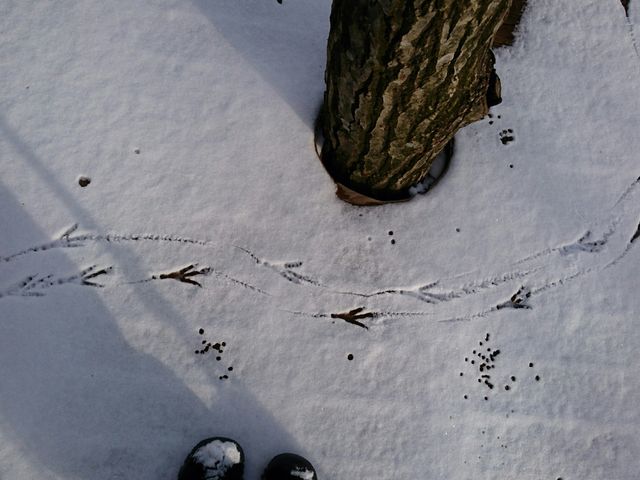 �t�H���X�g�A�h�x���`���[�E�b��