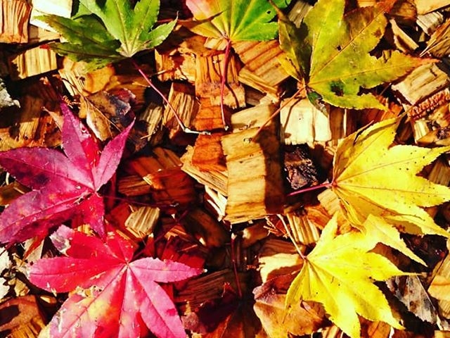 �t�H���X�g�A�h�x���`���[�E�b��