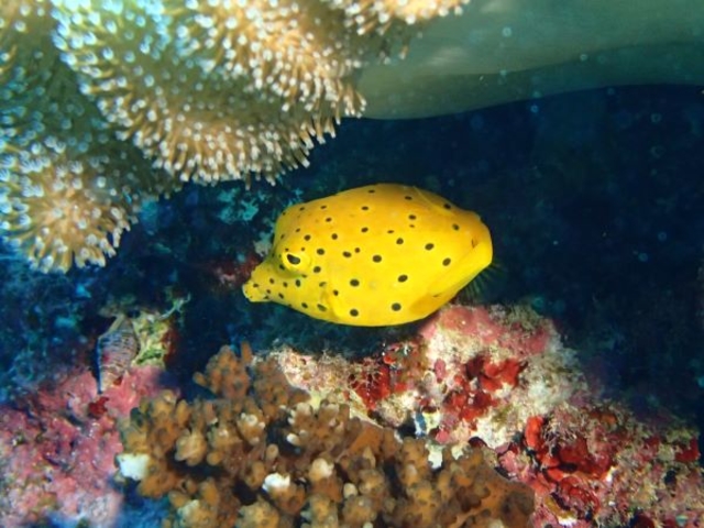 �~�i�~�n�R�t�O�����_R-MATES Okinawa Diving Club