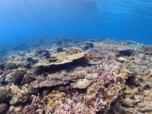 �������ȎX��I_R-MATES Okinawa Diving Club