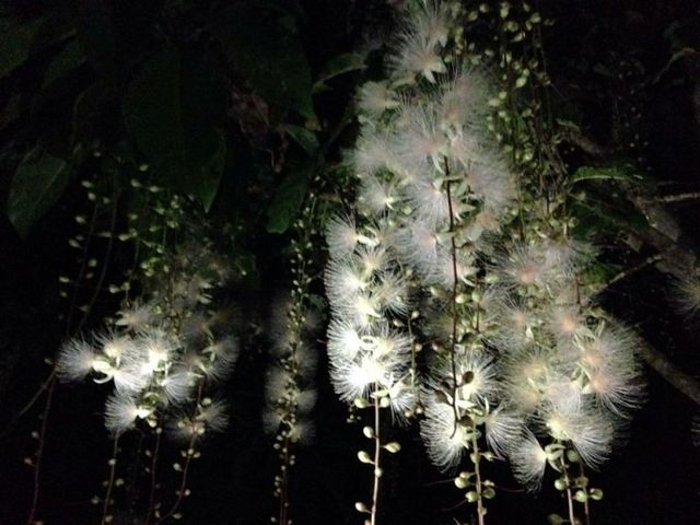 ���̈��ԁg�T�K���o�i�h
�U���`�V������Ńi�C�g�c�A�[�ɂĊӏ܂ł��܂��B
_villa���\�c�A�[�i���B�����\�c�A�[�j