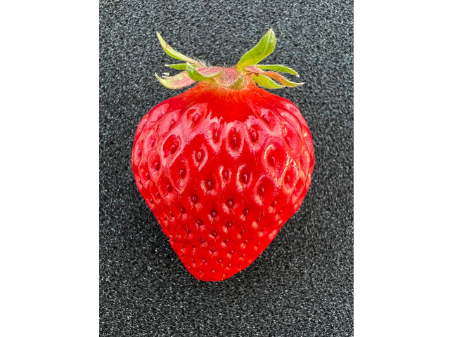 n䕂́Aw^̉܂Ŗ{ɐ^ԂłB
䕓L̃cucuFł͂ȂA˂l߂ƐԂȂ܂Bn䕂𐥔FlTĂˁI
_strawberry farm BUNKAEN