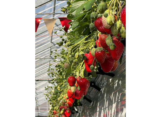 V[YAqlɂ䕎ڎw
JÃ[HvIł[ŋȎvȂ悤]Tă[Ă܂B_strawberry farm BUNKAEN