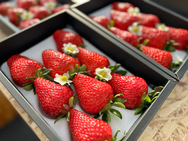 ȊOɂMtg䕂pbN䕂̔̔sĂ܂BMtgΉĂ܂̂ŁA񂨋Cɓ䕂v[gɁI
tɂăI[_[܂_strawberry farm BUNKAEN