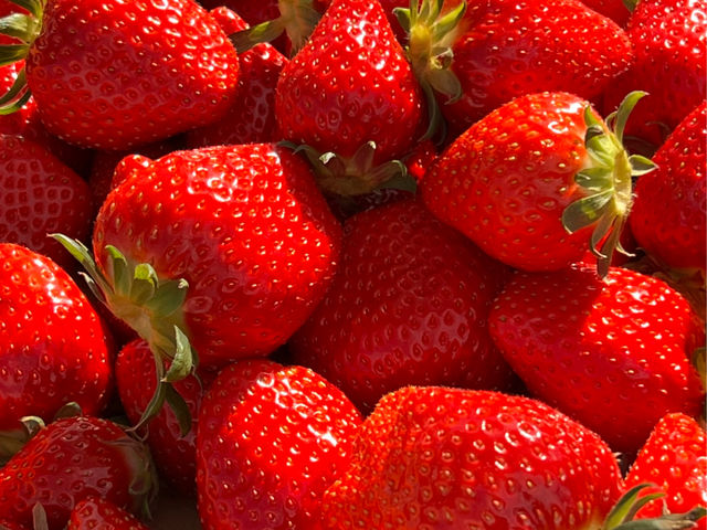 �������q�l�ɉ��X��䕂�H�ׂĒ�����悤�A�X�^�b�t�ꓯ�A�����b�ɗ��ł܂���܂��B
�F�l�̂��z�������҂����Ă���܂�_strawberry farm BUNKAEN