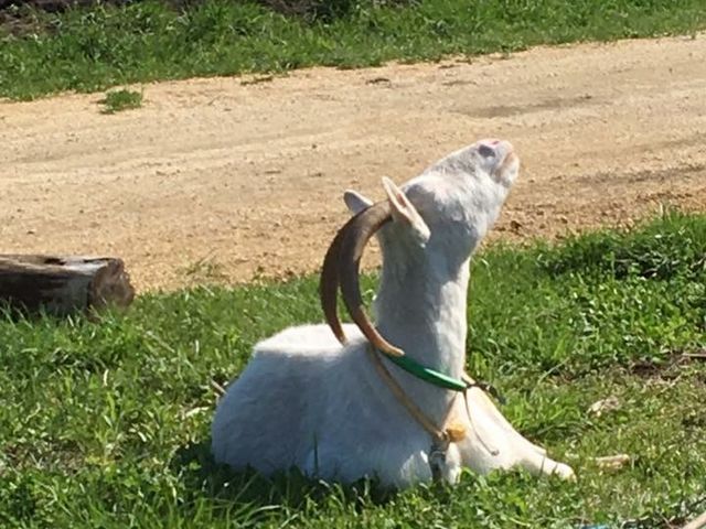 ���R�̌��_���@�Ƃ�����