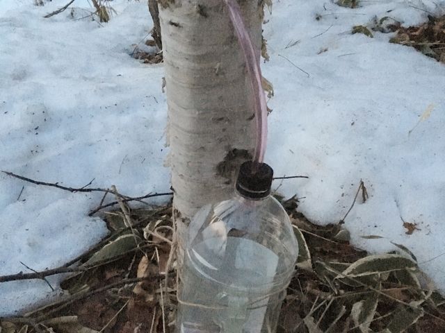 �������t���n�̌��͊��Ԍ���i4���`�T���j_���R�̌��_���@�Ƃ�����