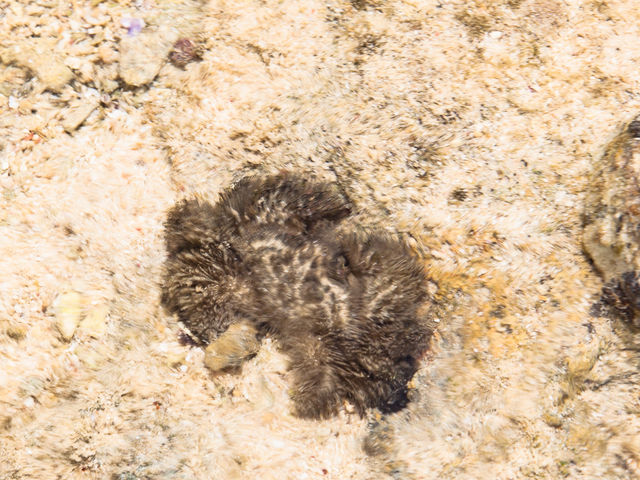 �ѐ[���I�ɏo�������_feelokinawa