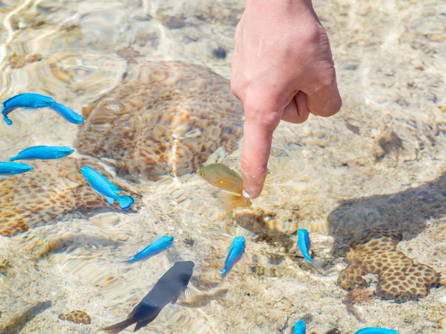 ߂܂łĂ܂B_feelokinawa