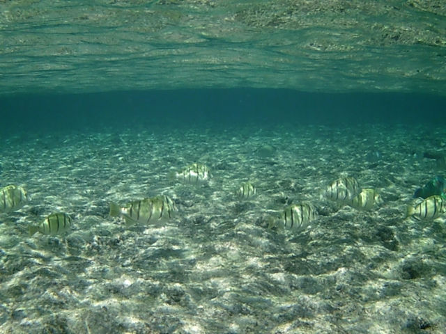 �Ί_�����W���[�K�C�h�C�S