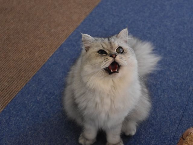 ���O�F�A�j�[
��ށF�y���V��

���ӂ���ӂ�Ȕ��l����

���Ȃ�̃c���f���ŁA���l���̏�A����𗸂ɂ���

�H�̂������Ⴊ��D��
_�L���b�g�����h�@�L�J�t�F���A�i