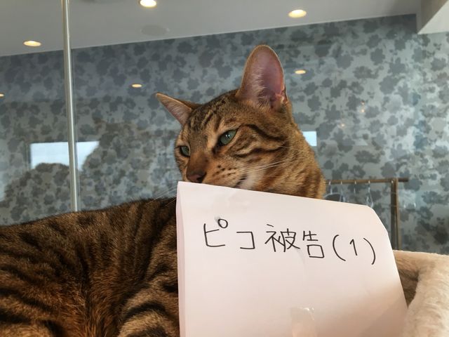 ���O�F�s�R
��ށF�x���K��

���A���A�i�P�̃g���u�����[�J�[��

���܂ōs������������͐��m�ꂸ�A�����̂悤�ɉ����ƍU�h����J��L���Ă��܂��I

_�L���b�g�����h�@�L�J�t�F���A�i