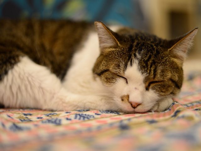 ���O�F�J����
���mix

���A�i�̂��Ǘl�I���݁B
���q����̋߂��Ɋ���Ă��āA�\���Ă��炤�̂��Ђ�����҂��܂�_�L���b�g�����h�@�L�J�t�F���A�i