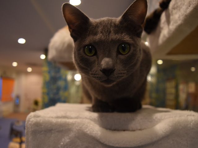 ���O�F���i�A�I�j
��ށF���V�A���u���[

�V���N�̂悤�Ȗѕ��݂̎����偙
�����ǂ����ۂ̕t������G����̂͌��݂�������

�H�̂������Ⴊ��D��_�L���b�g�����h�@�L�J�t�F���A�i