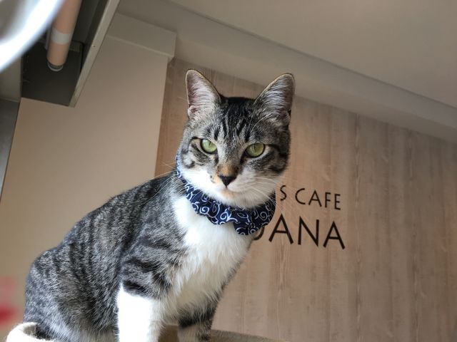 ���O�F�܂߂���
��ށFmix

�����Ƃ肵�����i�ŁA�l�ɂ��L�ɂ����܂��Ă����I

�g���l���̂������Ⴊ��D���I_�L���b�g�����h�@�L�J�t�F���A�i