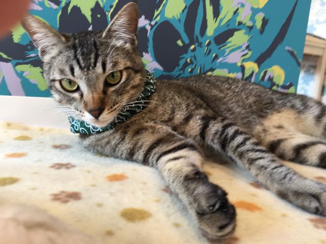 ���O�F�Ԃ���
��ށFmix

�V�Ԃ̂���D���I
�ǂ�Ȃ�������ł����ł����܂��I_�L���b�g�����h�@�L�J�t�F���A�i