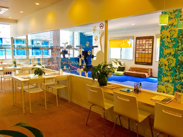 �X���P_�L���b�g�����h�@�L�J�t�F���A�i