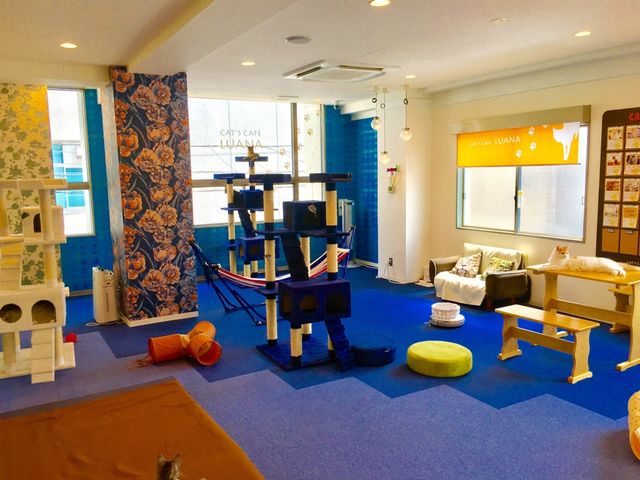 �X���Q_�L���b�g�����h�@�L�J�t�F���A�i